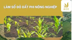 Làm sổ đỏ đất phi nông nghiệp