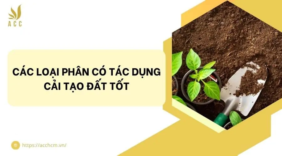 Các loại phân có tác dụng cải tạo đất tốt