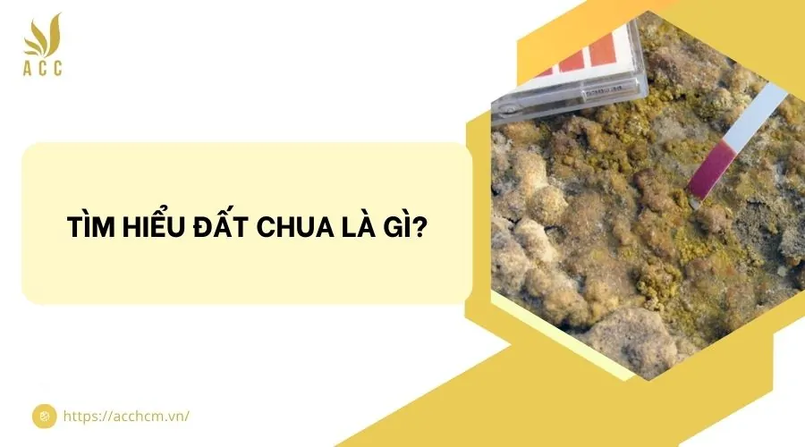 Tìm hiểu đất chua là gì?