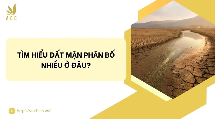 Tìm hiểu đất mặn phân bố nhiều ở đâu?