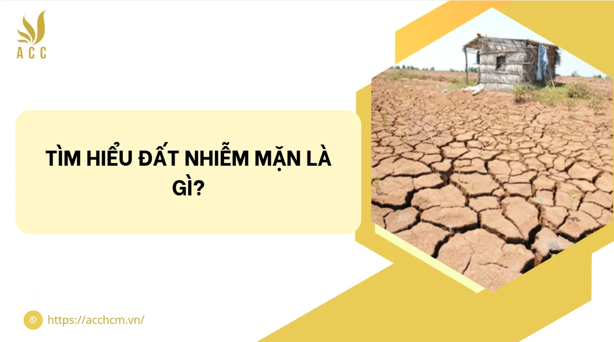 Tìm hiểu đất nhiễm mặn là gì?