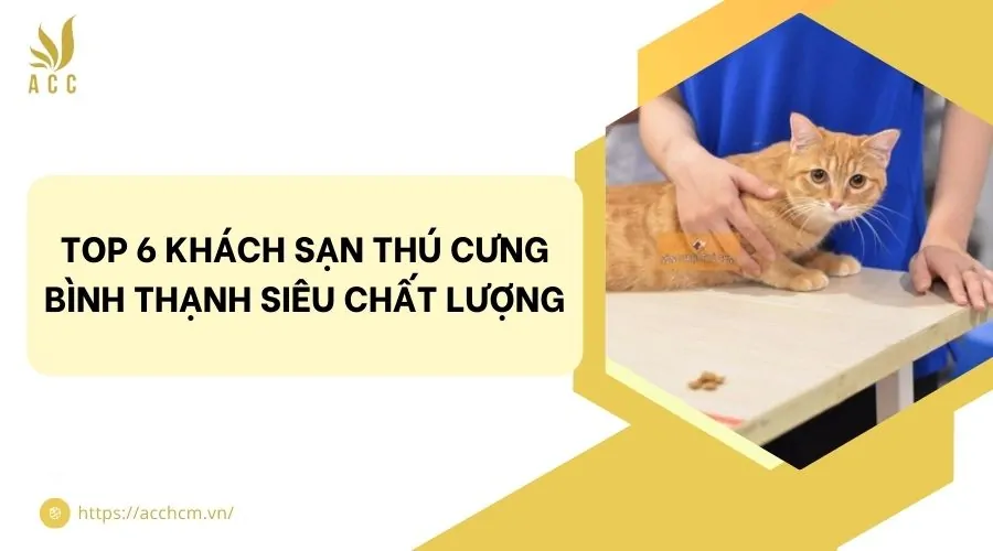 Top 6 khách sạn thú cưng Bình Thạnh siêu chất lượng