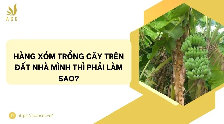 Hàng xóm trồng cây trên đất nhà mình thì phải làm sao?