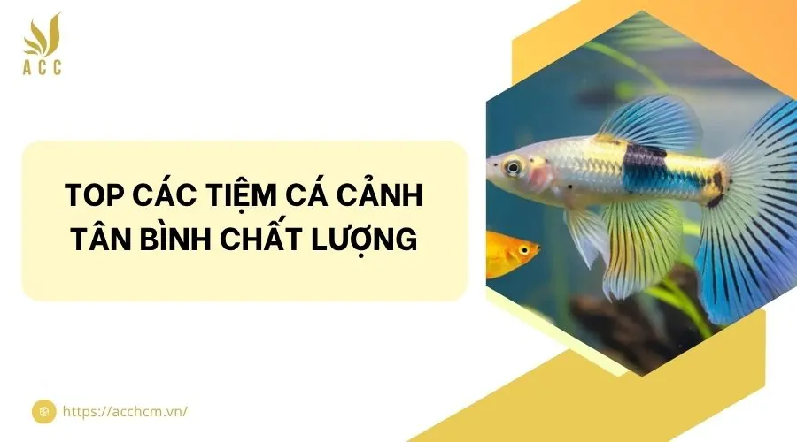 Top các tiệm cá cảnh Tân Bình chất lượng