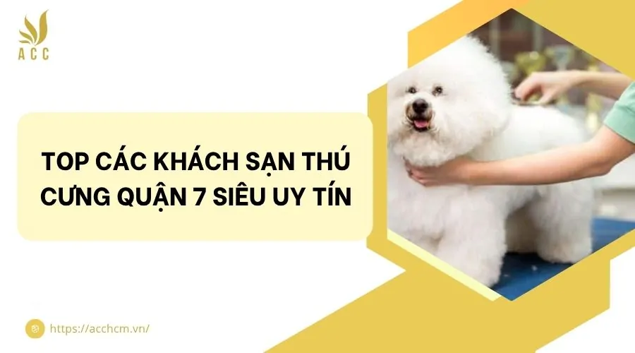 Top các khách sạn thú cưng quận 7 siêu uy tín