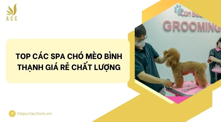 Top các spa chó mèo Bình Thạnh giá rẻ chất lượng