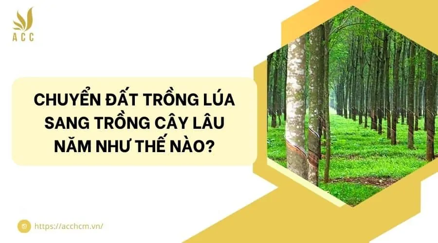 Chuyển đất trồng l&uacute;a sang trồng c&acirc;y l&acirc;u năm như thế n&agrave;o?