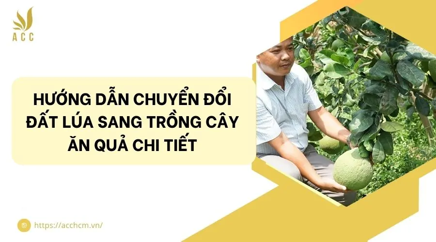 Hướng dẫn chuyển đổi đất lúa sang trồng cây ăn quả chi tiết