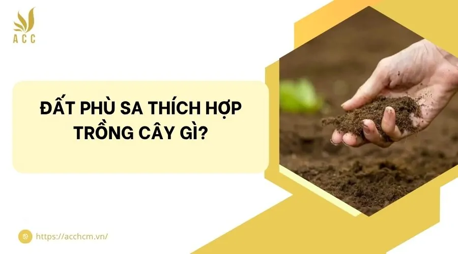 Đất phù sa thích hợp trồng cây gì​?