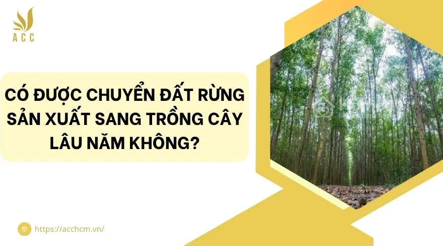Có được chuyển đất rừng sản xuất sang trồng cây lâu năm không?