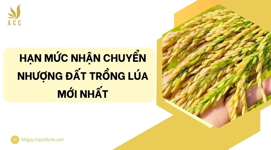Hạn mức nhận chuyển nhượng đất trồng lúa mới nhất