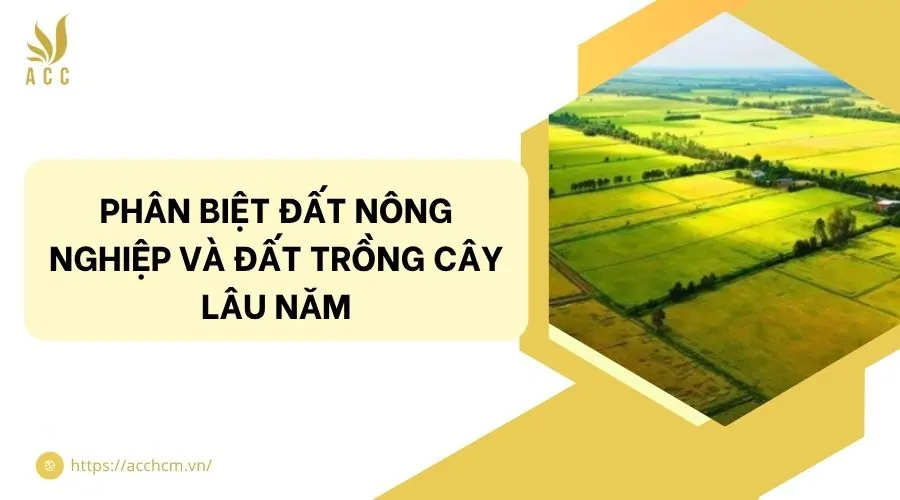 Phân biệt đất nông nghiệp và đất trồng cây lâu năm