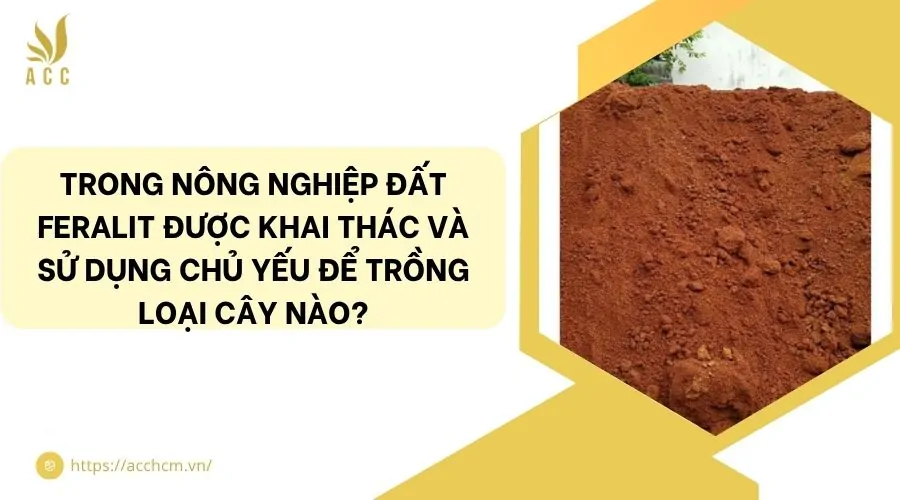 Trong nông nghiệp đất feralit được khai thác và sử dụng chủ yếu để trồng loại cây nào?