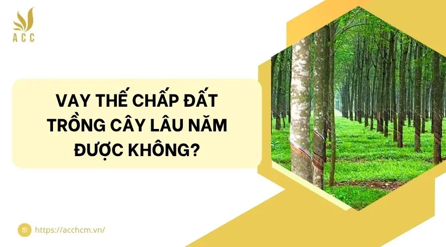Vay thế chấp đất trồng c&acirc;y l&acirc;u năm được kh&ocirc;ng?